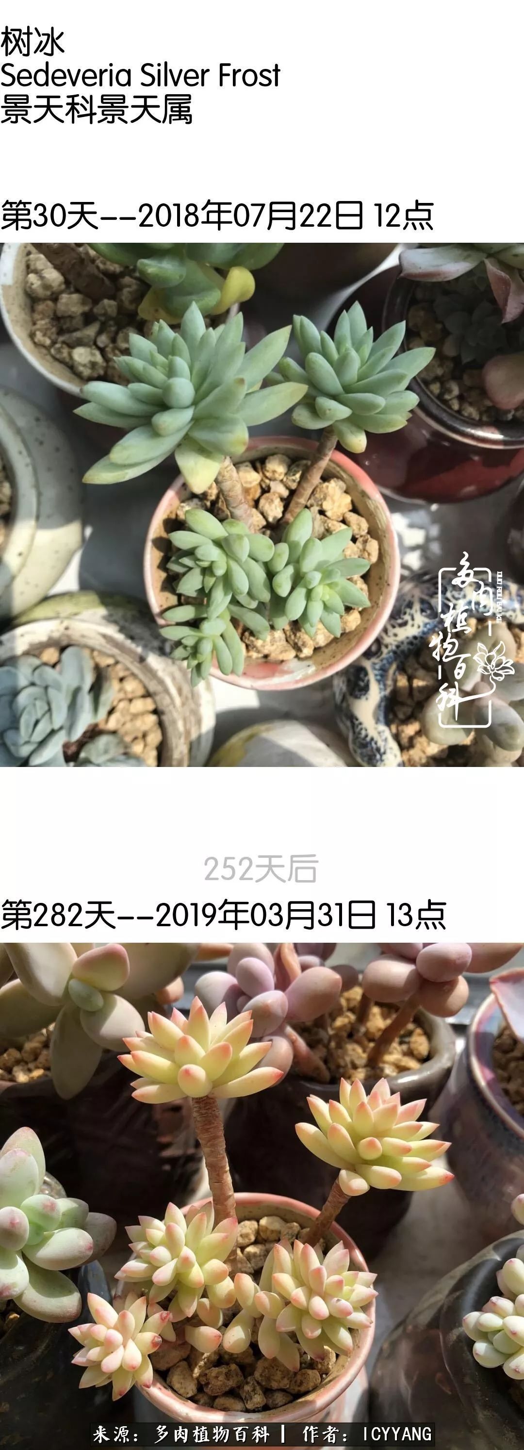 室内阳台多肉的养护方法,景天多肉养护