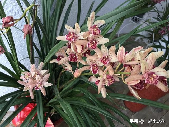 家庭养花开花的方法,家庭养花怎么养才能开花