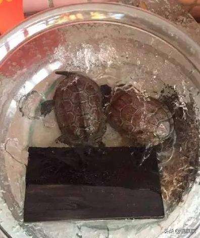 浅水龟冬眠淹死,龟浅水冬眠会水肿怎么治疗