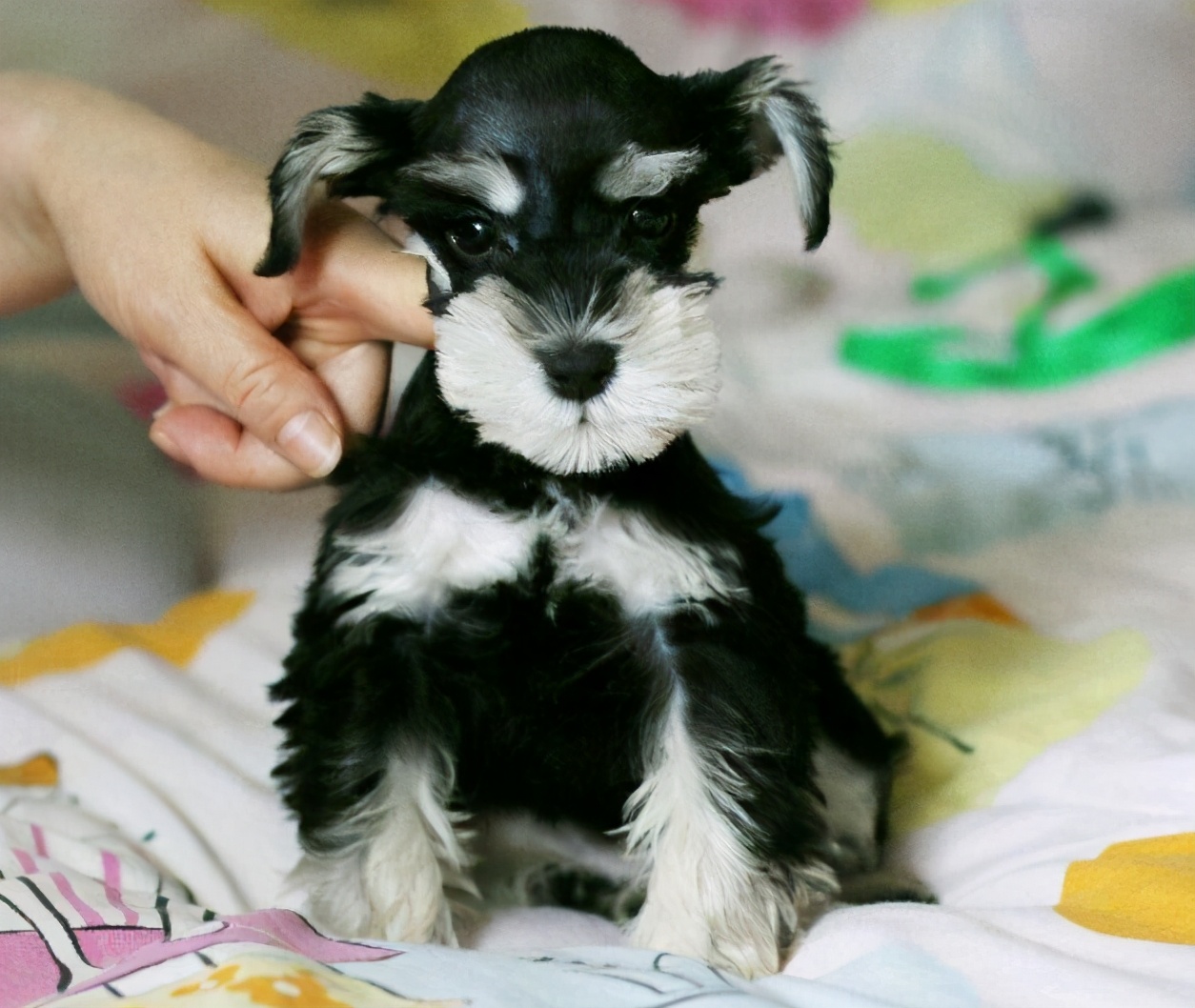 小老头雪纳瑞的缺点,小老头雪纳瑞缺点