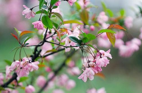 没有蔷薇科，哪里会有春天？