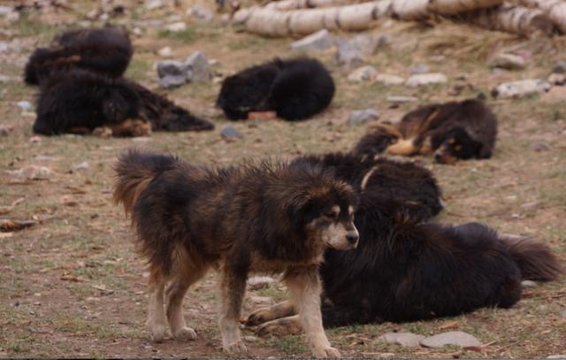 那些年我们养过的狗子,记者揭露藏獒黑幕