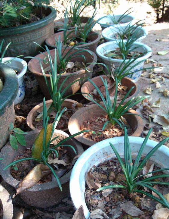 彼岸花可以种在院子里面,彼岸花不能放在什么地方