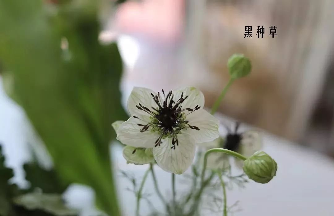 鲜花店常见花材品种大全,花店里同款的两种不同价格的花材