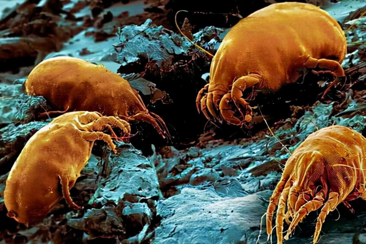 被子有异味家政阿姨教你去除方法,被子放久有异味怎么去除