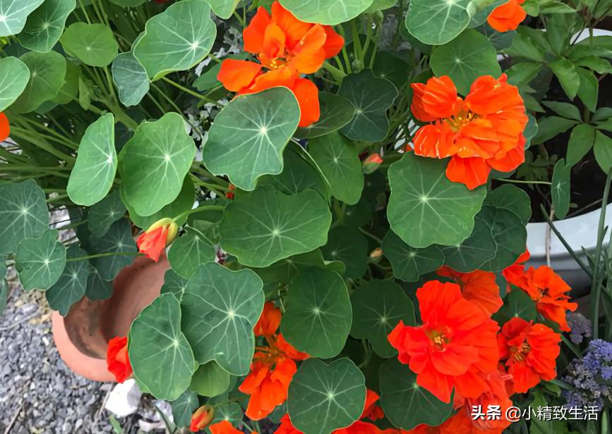 花草种子几月份播种最好,花草播种