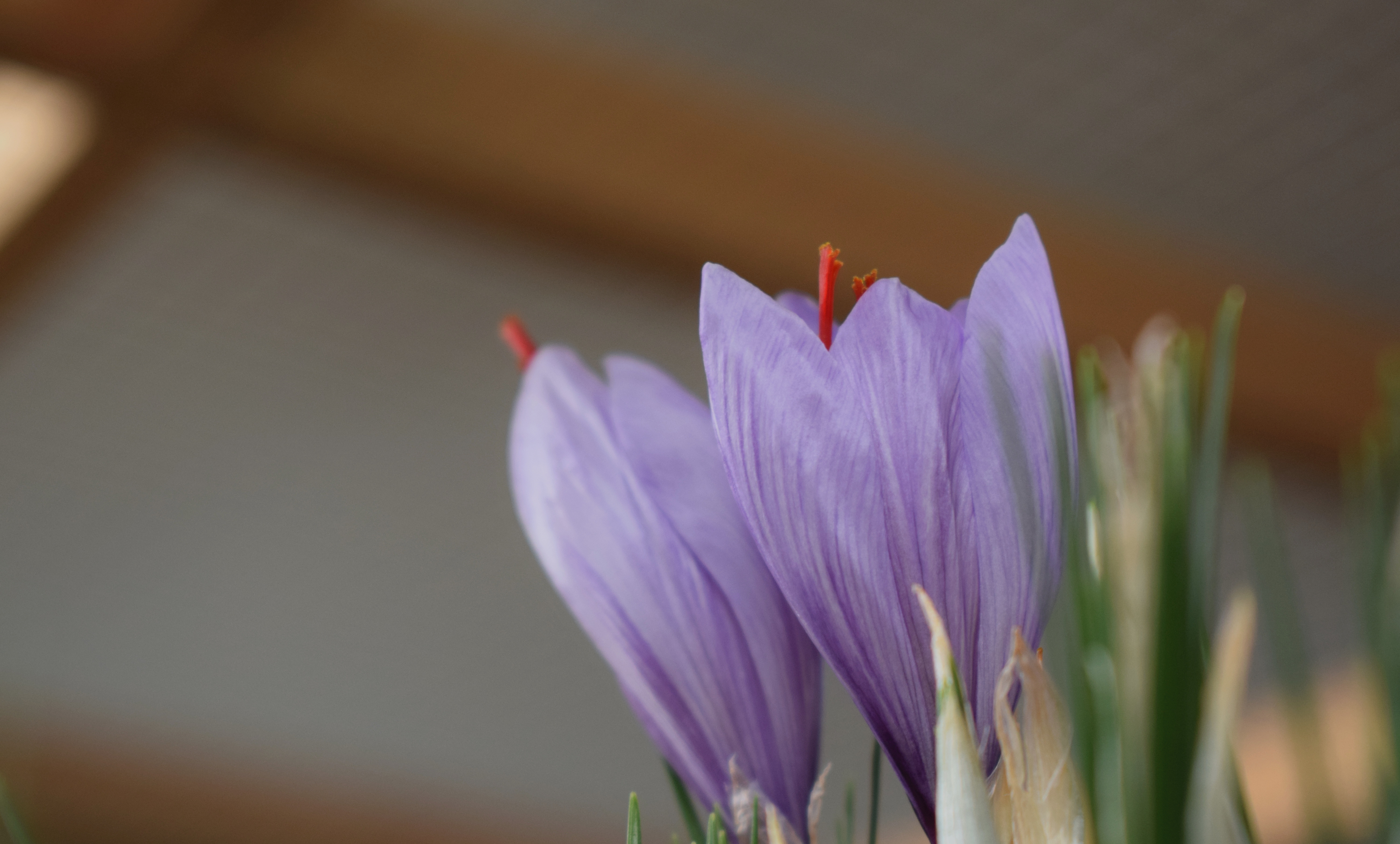 藏红花的花朵功效与作用图片大全,植物精华藏红花