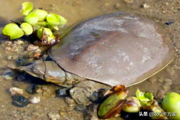 冬季甲鱼如何保活,甲鱼怎么防天敌