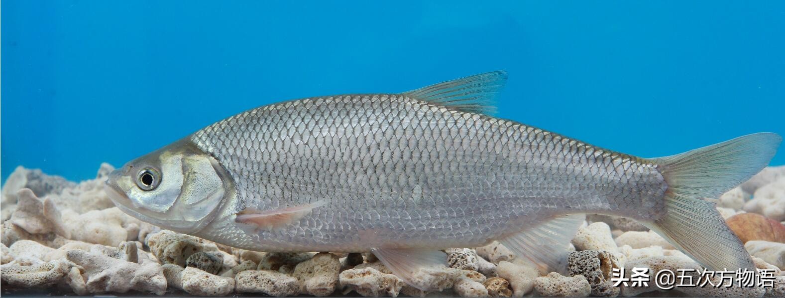 黑龙江特色养殖鱼类,黑龙江名贵鱼种图片