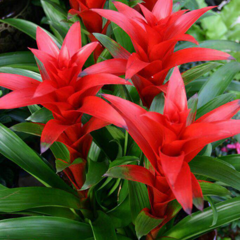 十种最旺客厅花,6种转运花