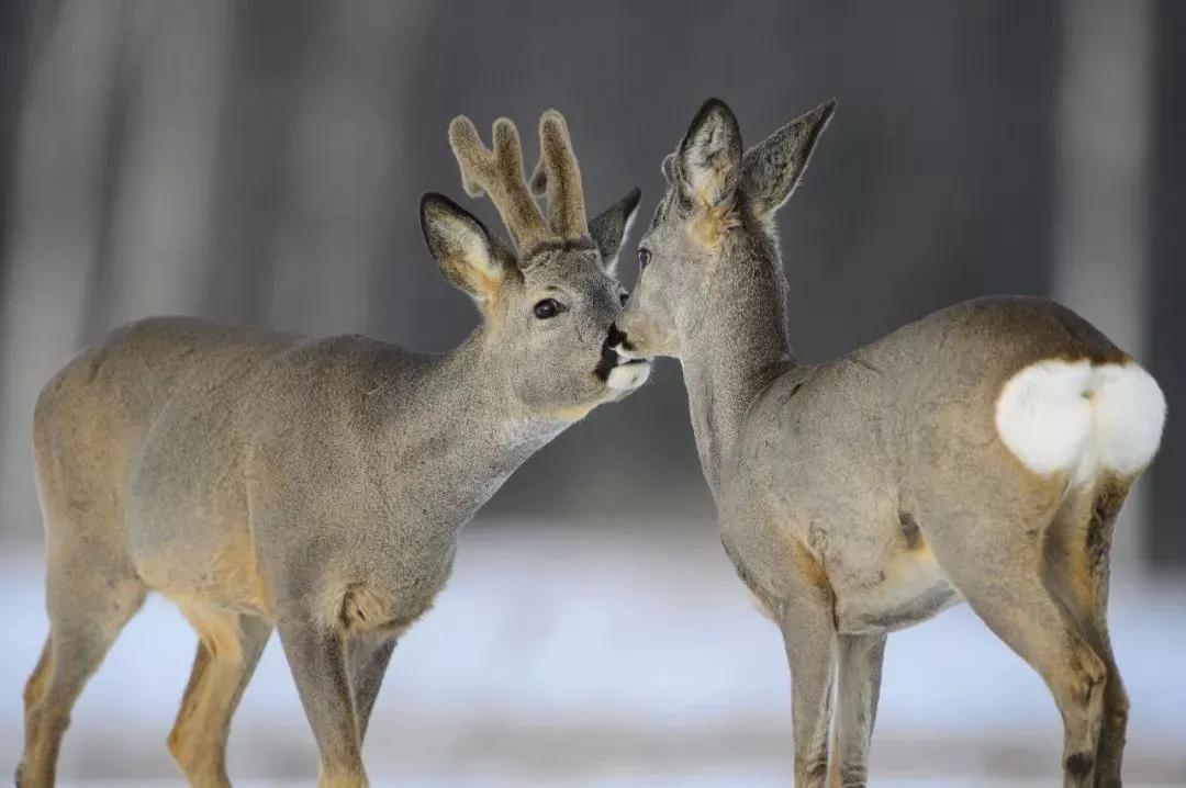 国家二级保护动物名录獐子,国家二级保护动物獐狸