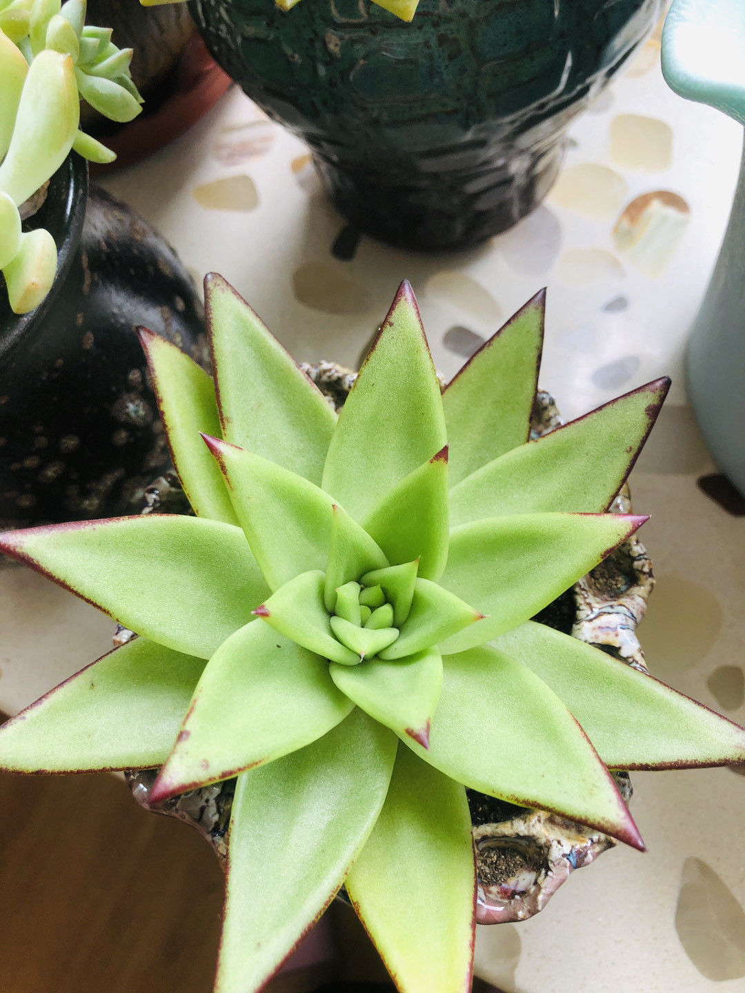 多肉徒长了之后怎么养成老桩,多肉徒长如何操作快速成老桩