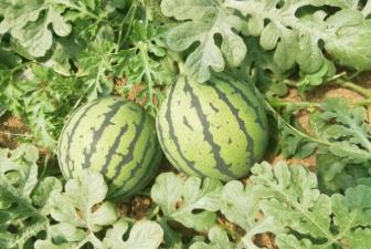 南方种西瓜下雨多露天西瓜怎么办,下雨久了地里的西瓜如何防止不烂