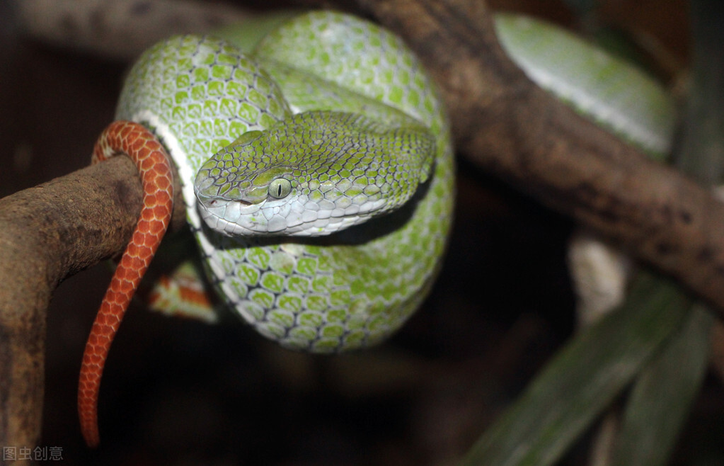 遇到危险动物如何自救,野外逃生自救常识100例