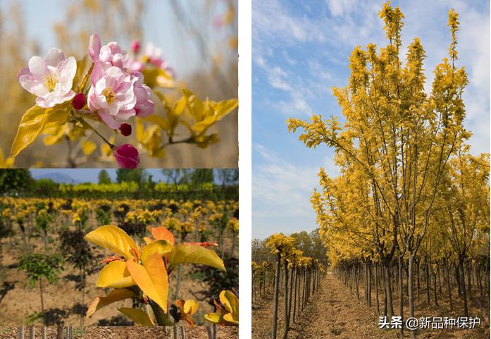 优良品种有哪些,最好的品种是哪一种