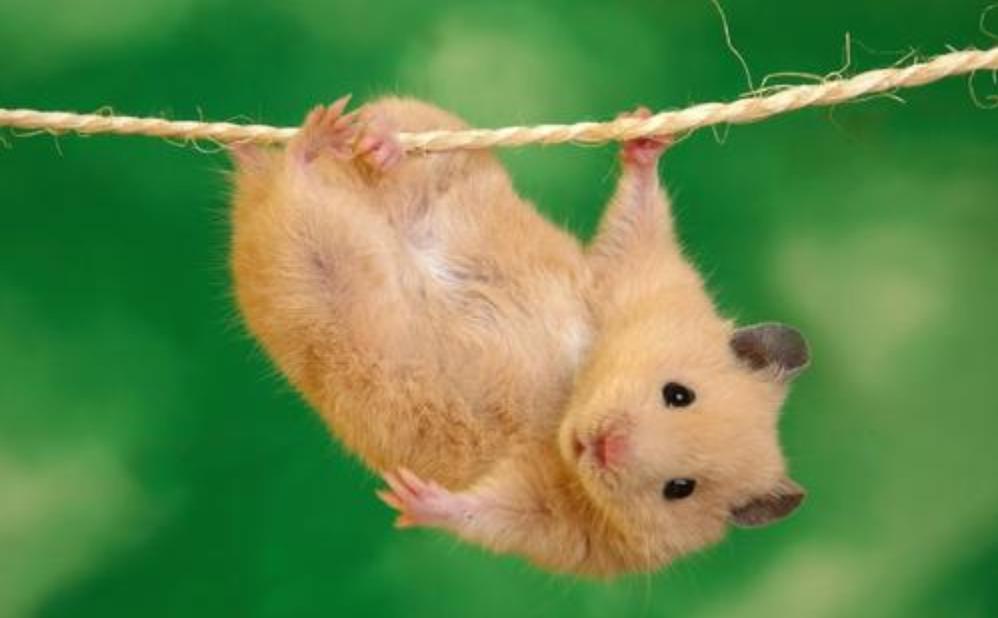 养仓鼠新手要注意的几个,养仓鼠要记住的几件事