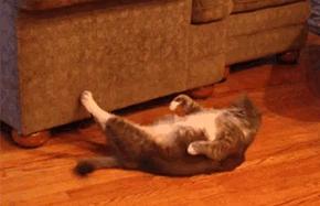 苏州中考体育跳绳标准多少个,苏州中考体育800米多少分钟