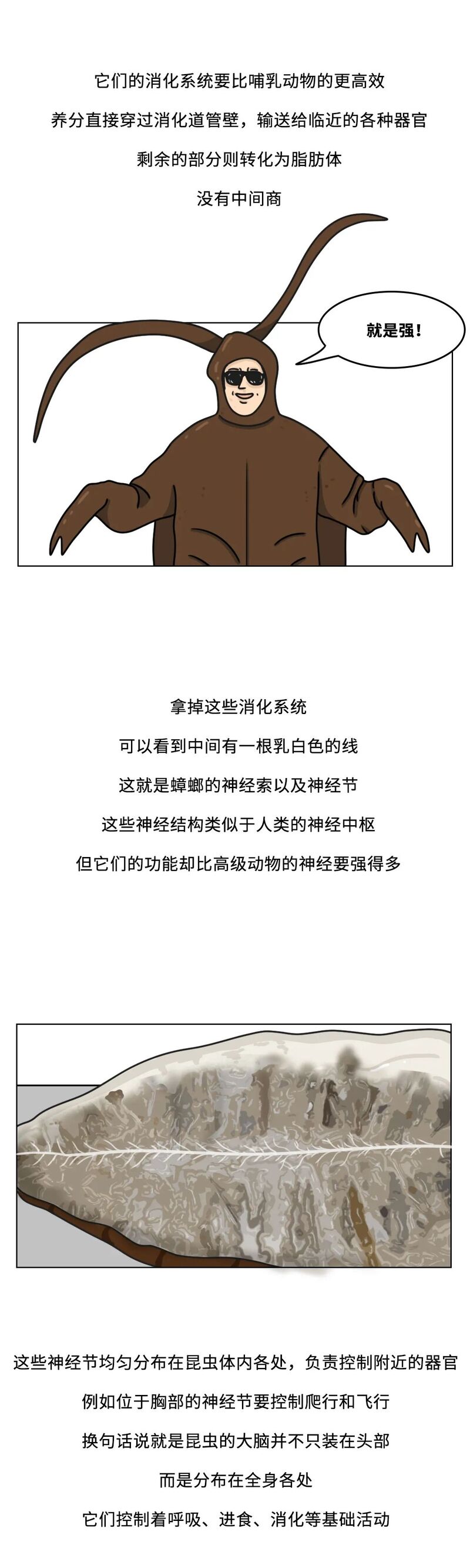 当你踩到蟑螂,蟑螂喷出来的透明液体是什么来的