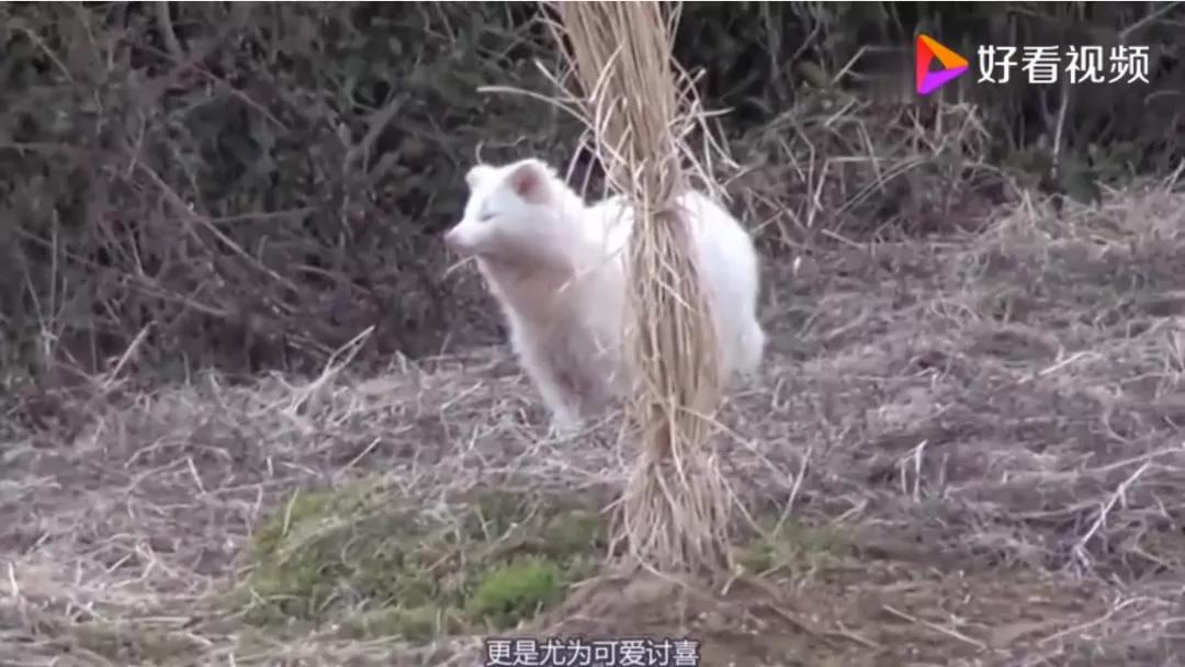 大象还没走,貉又来了!上海100多个小区出现,长得很像小浣熊?