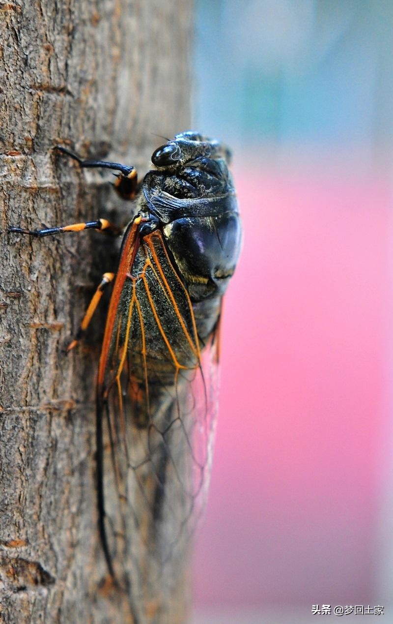 揭秘五种不能吃的街头小吃,全国各地黑暗小吃