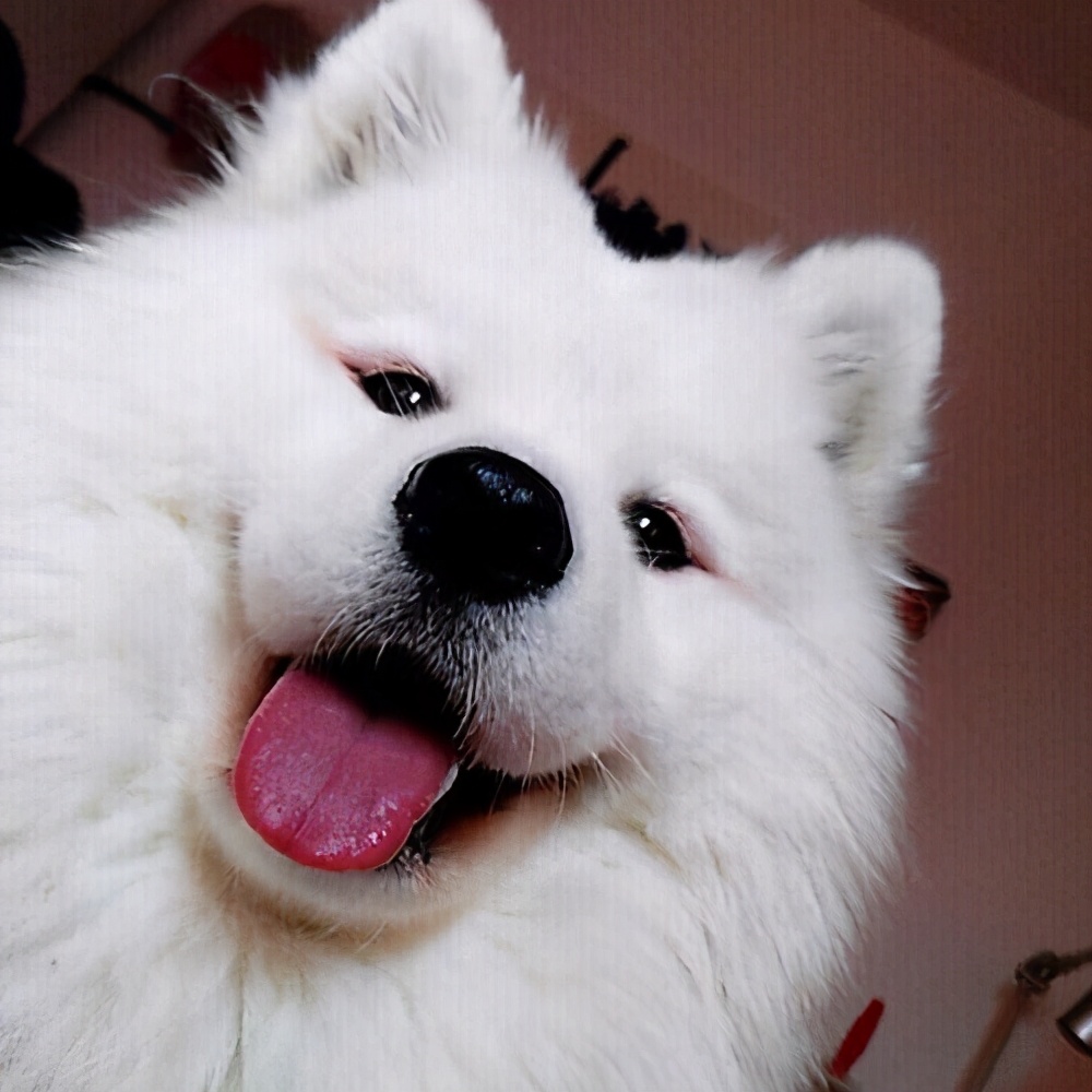 萨摩耶老狗该选什么狗粮,萨摩耶吃什么狗粮比较好