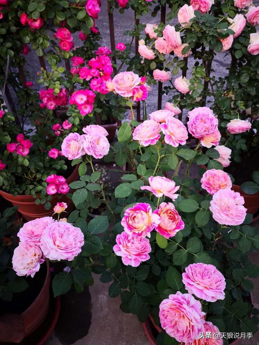 月季春季第一波花要不要剪,月季春季第一波花开后嫁接