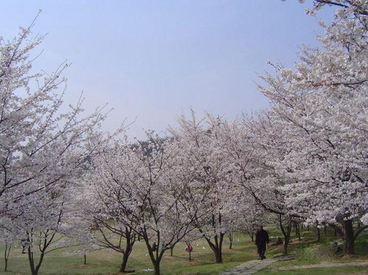 染井吉野是红色还是白色,染井吉野樱花属于早樱还是晚樱