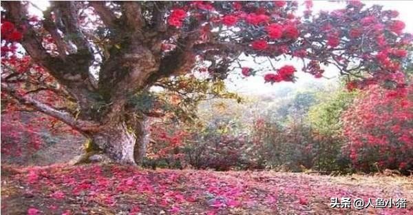 世界最贵3棵树,日本最贵的罗汉松价值一亿