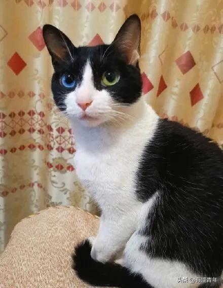 听说给猫起名越贱越好养活,科普给猫起名