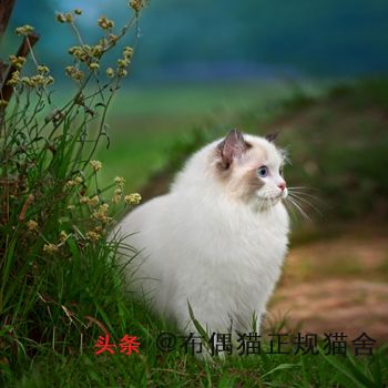 大型猫都有哪些品种？大型宠物猫的介绍和图片