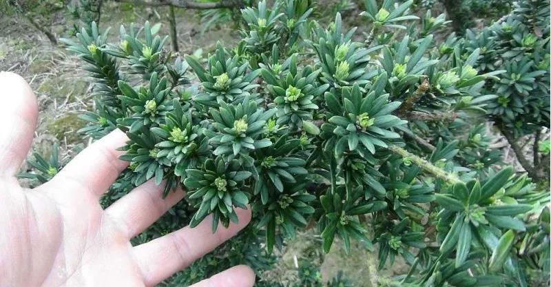 罗汉鱼常见品种,罗汉鱼十大品种排名