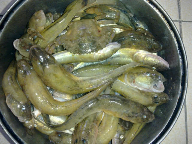 连云港海边垂钓沙光鱼“沙光一年一尺长，三年赶上老龙王”