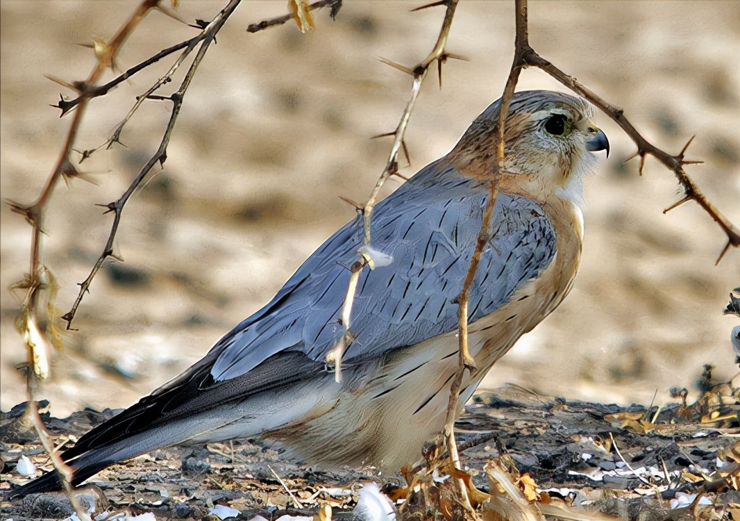 东江揽胜:收集常见鸟类图谱之猛禽篇,摄鸟人自留地,建议收藏