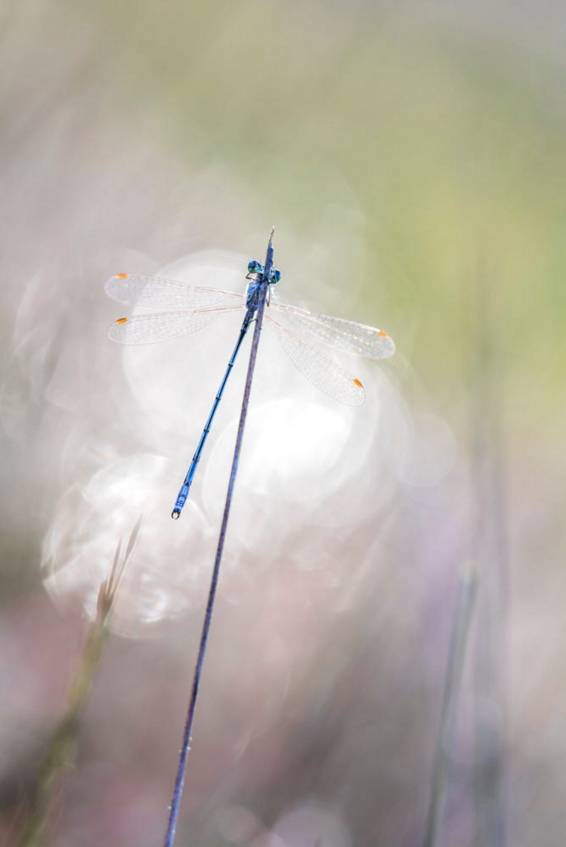 唯美照片必备技能光斑拍摄*法大**撩妹技巧