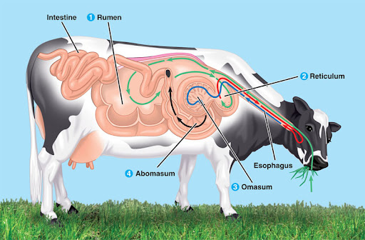 奶牛身上开洞是怎么回事,牛身开洞是什么原因