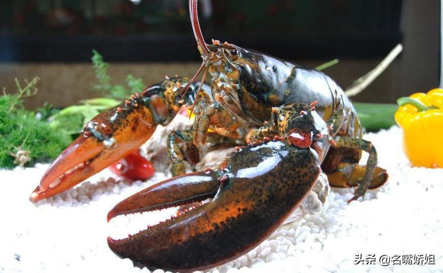 龙虾长生不老的原因,能够长生不老的龙虾