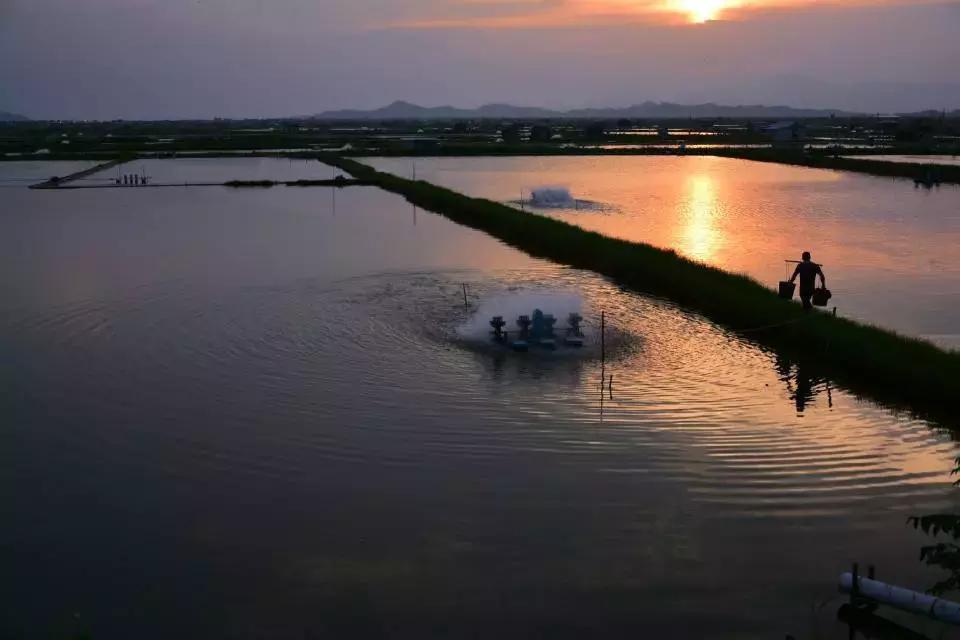 如何杀灭虾塘纤毛虫,养虾怎么预防孢子虫