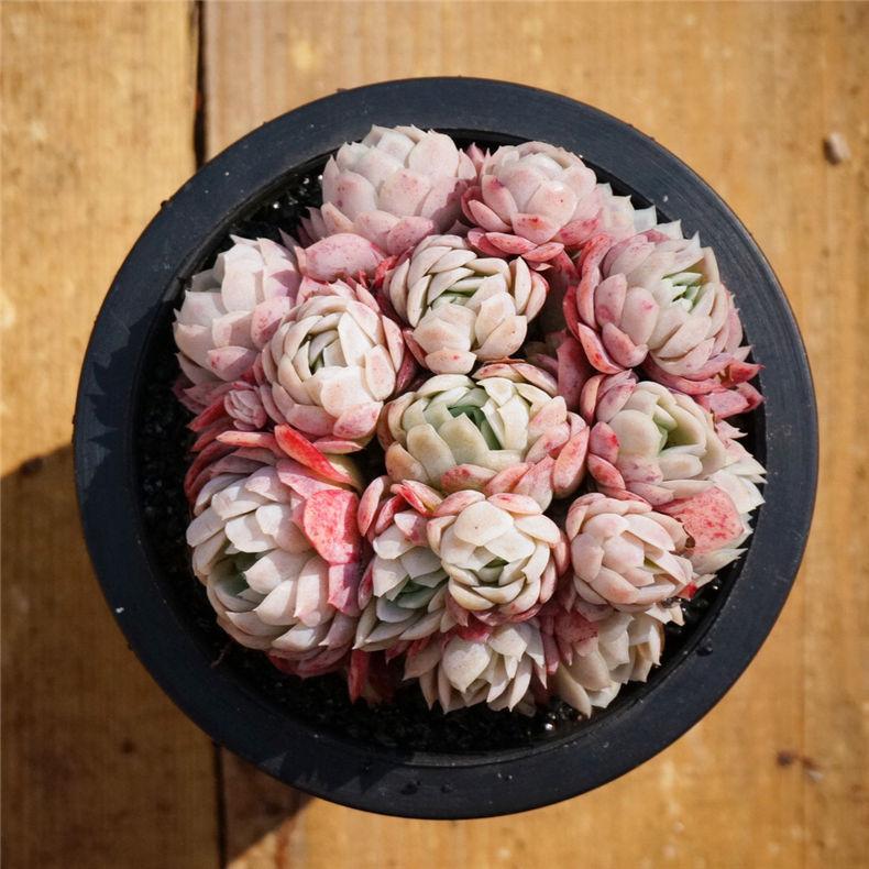 多肉冰梅简介,多肉冰梅最好的样子