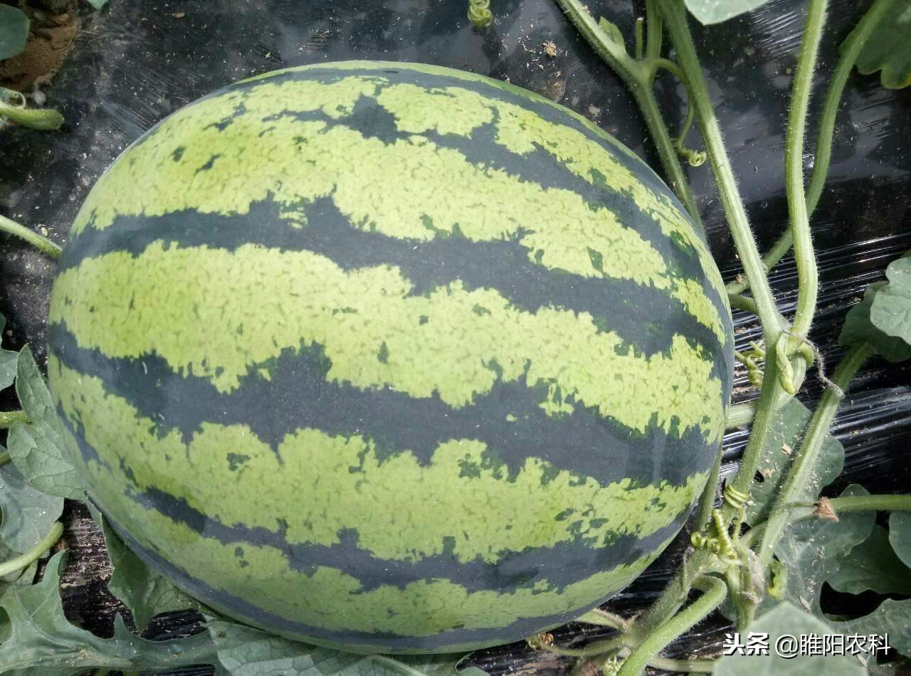 怎样的西瓜才更甜,要想西瓜甜用什么肥料