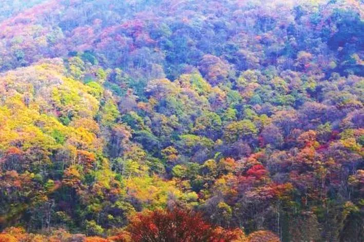 川西彩林自驾风景,川西三大草原绝美自驾游