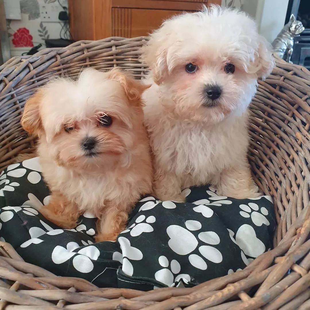 养了这么多狗狗老了都送哪去了,养了这么多年的狗都会心疼