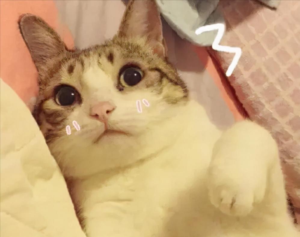 猫咪可爱图片中华田园猫,中华田园猫猫咪图片