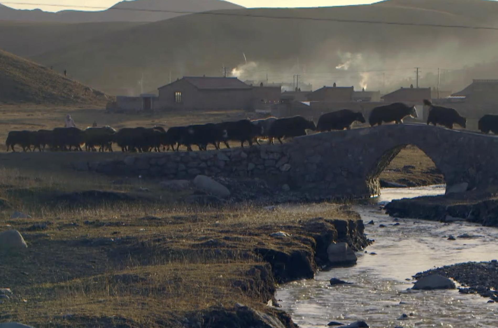 美国女孩嫁农村小伙,美国女孩嫁甘肃青海做羊绒