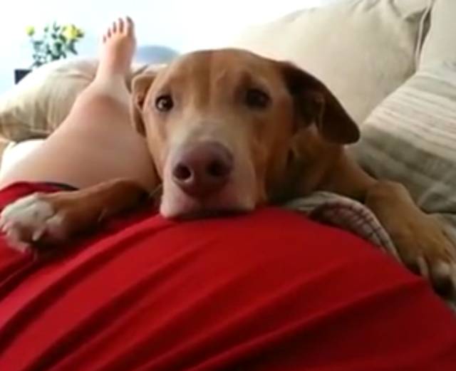 狗子感受到人类胎动,狗趴在主人肚子上听到胎动