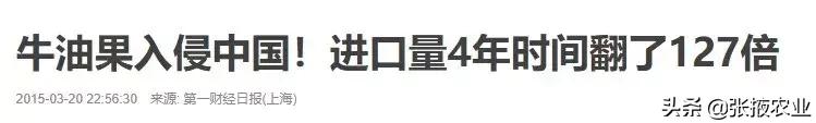牛油果健康是噱头吗,牛油果健康骗局是怎么回事