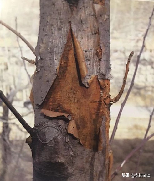 苹果腐烂病或根腐病怎么治,苹果干腐病最佳防治方法
