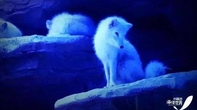 小梅沙海洋世界门票团购套票,小梅沙海洋世界3天2夜套票