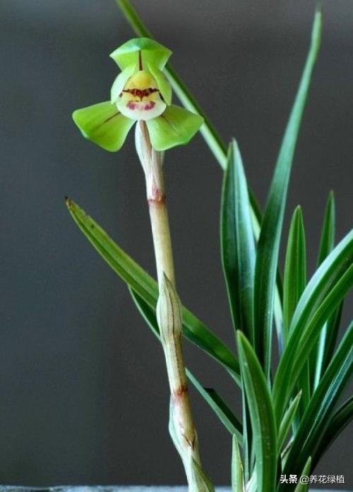 春兰怎么养又粗又好看,春兰哪种好养
