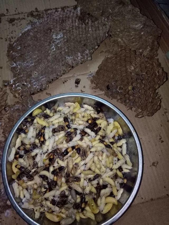 在户外钓鱼最怕什么,野外钓鱼怎么对付蚂蚁