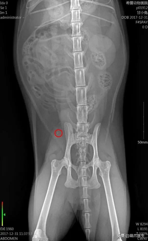 猫在被子里憋死,猫在体内就憋死了